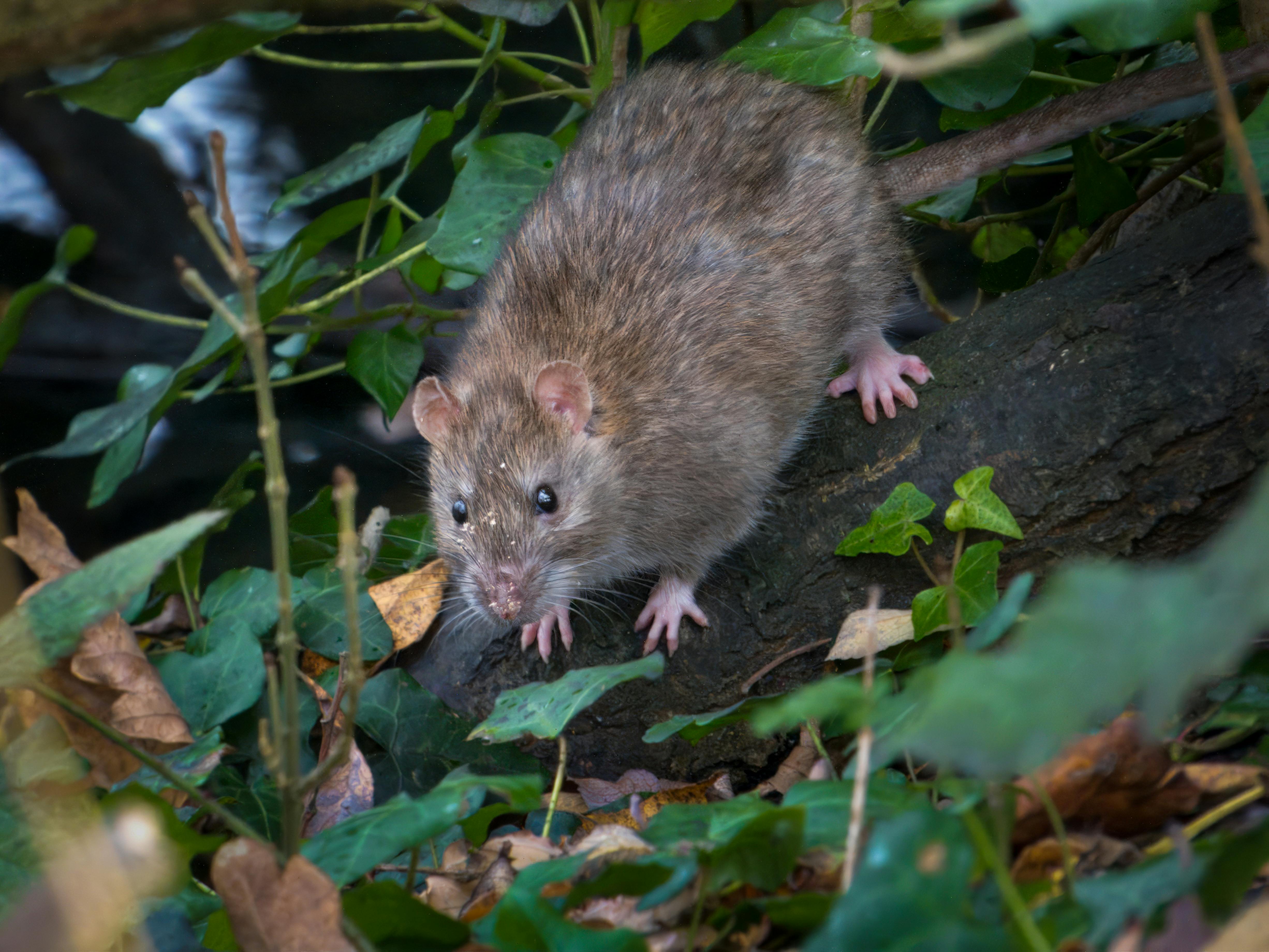 Three King County residents possibly exposed to&nbsp;hantavirus